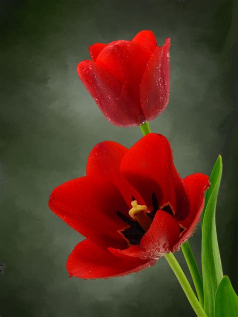 Free Images Nature Blossom Flower Petal Bloom Tulip Spring Red