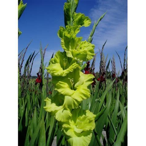 Купить Гладиолус Грин Стар (Green Star) Цена, фото, описание, отзывы ...