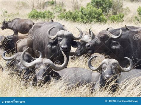 Cape Buffalo Herd Stock Photo Image Of Kenya Africa 1402226