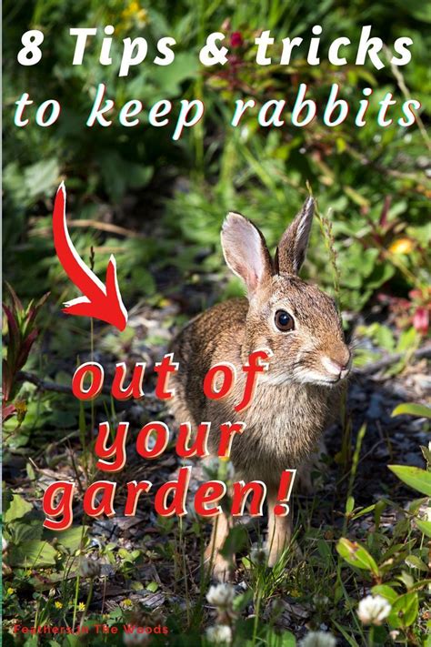 8 Tips To Keep Rabbits Out Of Your Garden Artofit