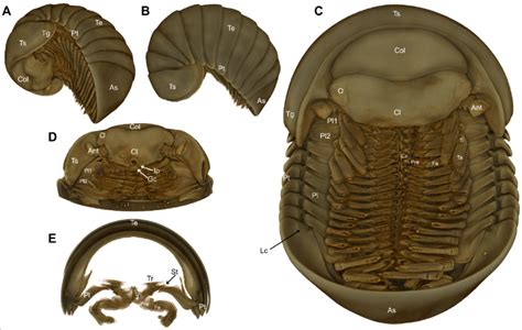 Zephronia chrysomallos Bhansali & Wesener sp. nov., paratype ♂ (ZFMK... | Download Scientific ...