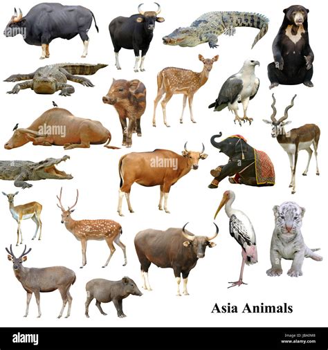 asian animals collection isolated on white background Stock Photo ...