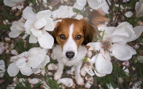 Wallpaper Dog, white flowers, petals 1920x1200 HD Picture, Image