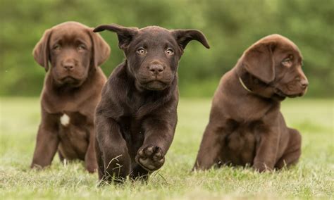 Chocolate Labradors Live A Year Less Than Yellow Labs Chocolate