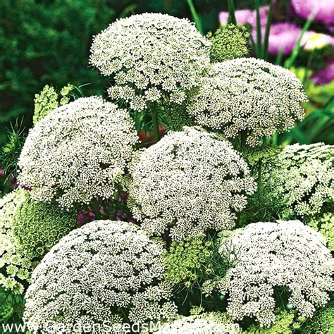 Bishops Flower False Queen Annes Lace Seeds Ammi Majus 390 Seeds