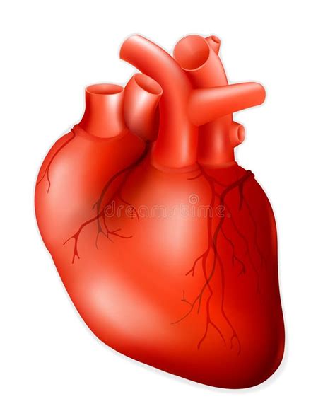 Human Heart Anatomy Stock Vector Illustration Of Internal 38070552