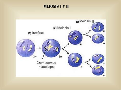 Etapas De La Meiosis I Y Ii