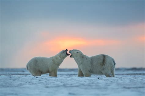 Polar Bears Photo Tour Hugh Rose Photography