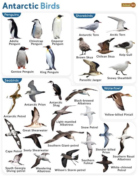 List of Birds From Antarctica With Pictures