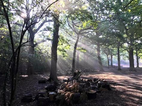 Parkrun Profile Hockley Woods Parkrun Uk Blog