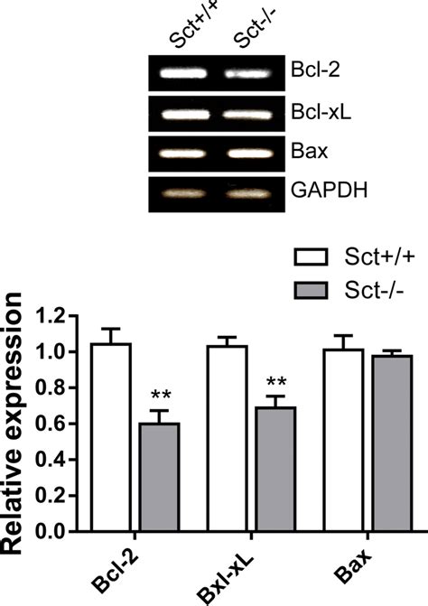 The Expression Of Bcl And Bcl Xl In The Developing Cerebellum Was