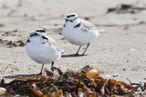 Snowy Plover Small Birds Of Santa Cruz Inaturalist Mexico