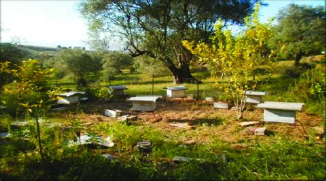 Location of the experimental apiary. | Download Scientific Diagram