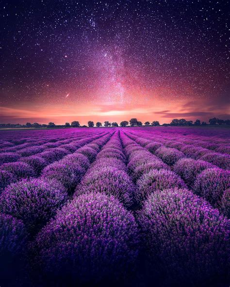 Download Lavender Field Under Starry Skies Wallpaper | Wallpapers.com