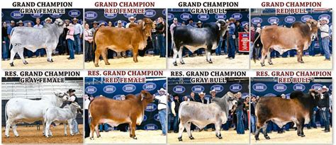 National Brahman Show – The Brahman Journal