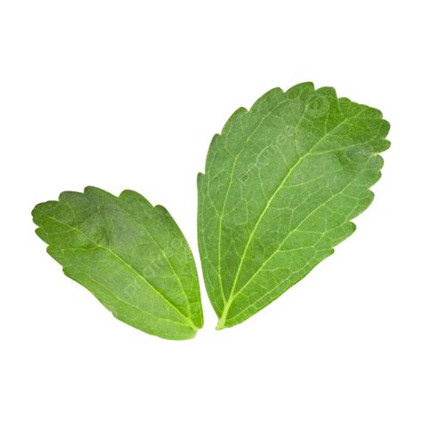 Stevia Leaves Vector Png Vector Psd And Clipart With Transparent The