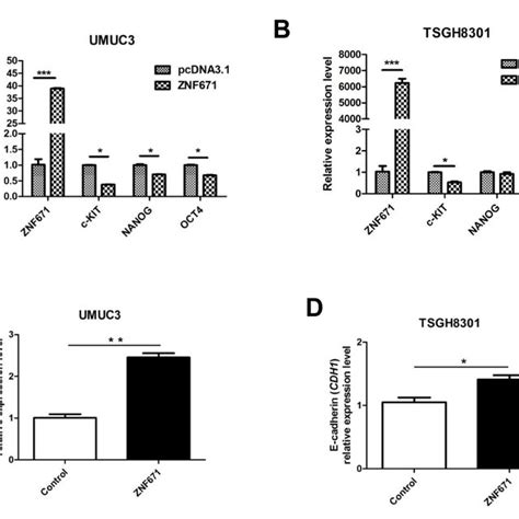 Znf Expression Alters The Expression Of Cancer Stem Cell Markers