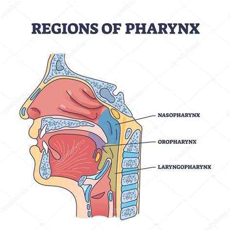 Regions Of Pharynx And Throat Parts Division From Cavity Side View