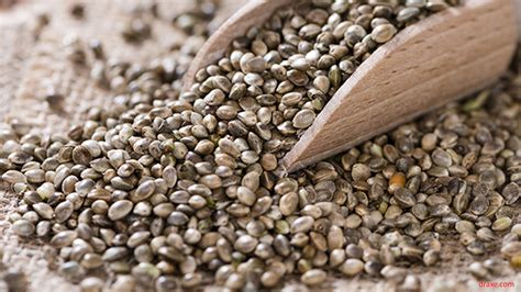 Hemp Seeds Healthy And Nutritious Way To Lose Weight