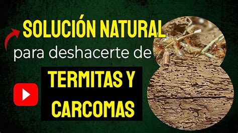 Remedios Caseros Contra Termitas De La Madera Soluciones Naturales Y