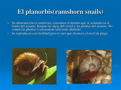 Ppt Introducci N A Invertebrados De Agua Dulce Powerpoint