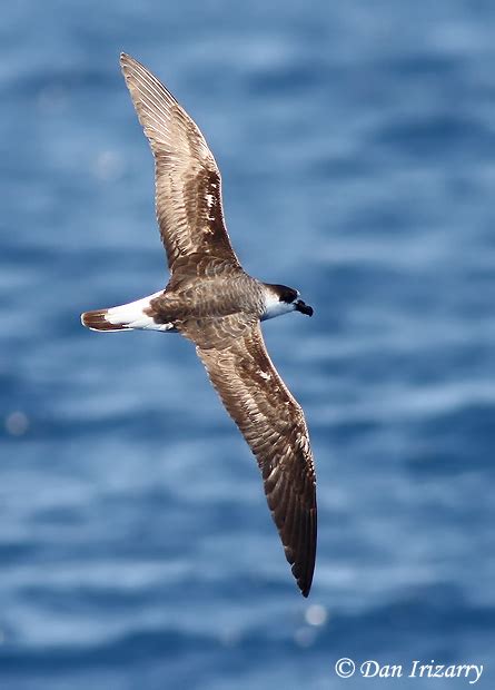 Black Capped Petrel Species Information And Photos