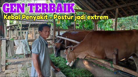 Ib Paling Extrem Sapi Bali Vs Sapi Simental Hasilkan Gen Terbaik Youtube