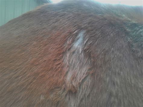 How To Get Rid Of And Treat Rain Rot Rain Scald In Horses Rain Rot