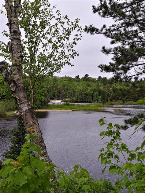 Water Birch Trunks Leaves Forest Woods Tree Branches Stock Photo ...