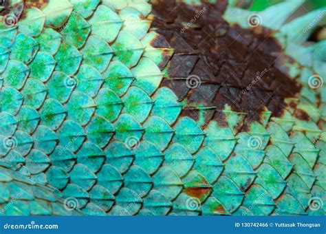 Close Up Real Chameleon Skin , Chameleon Injury Skin Texture for Your Design. Stock Photo ...