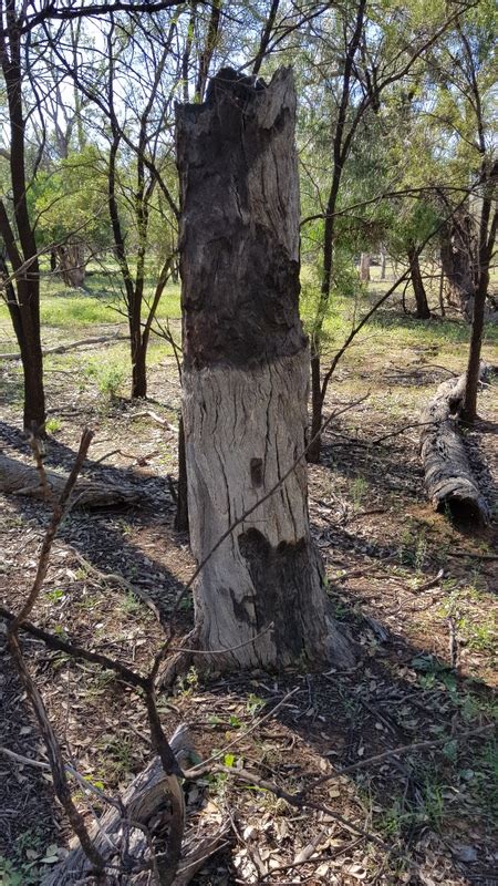 Scar Trees Burnt