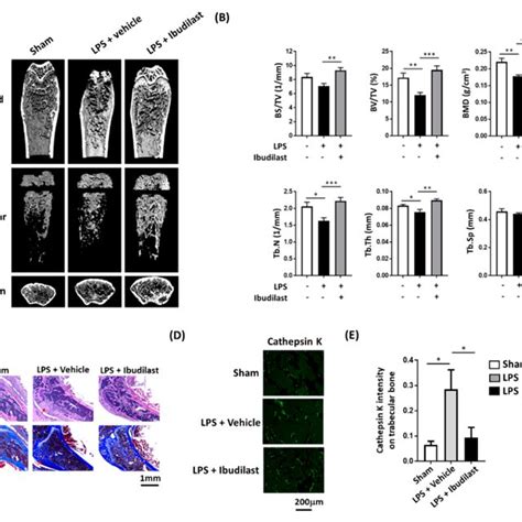 Intraperitoneal administration of ibudilast following intrafemoral ...