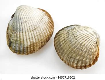 Common Cockle Cerastoderma Edule Against White Stock Photo 1652718805