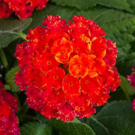 Lantana Camara Bandana® Black Cherry Lantana Eberts Greenhouse