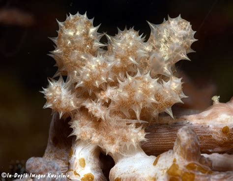 Phyllodesmium Koehleri Nudibranch Anilao