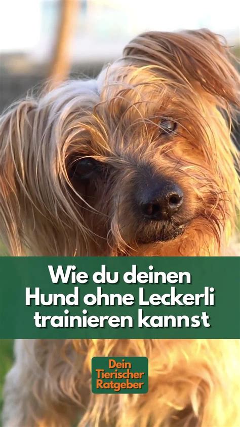 Hundetraining So Kannst Du Deinen Hund Ohne Leckerli Erziehen Artofit