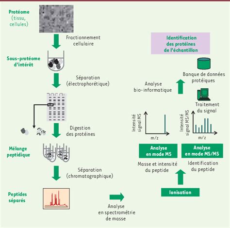 Déroulement d une analyse protéomique basée sur la spectrométrie de