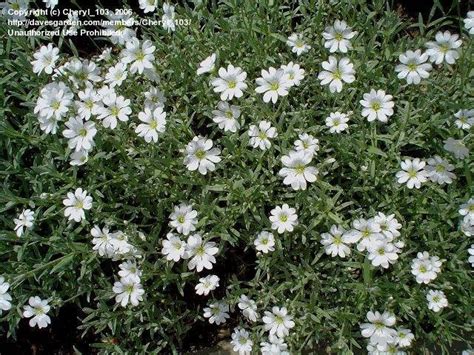 Plantfiles Pictures Cerastium Species Mouse Ear Chickweed Snow In