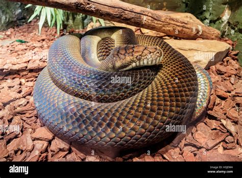 Big Snake In The Beautiful West Midland Safari Park On Apr 23 2016 At