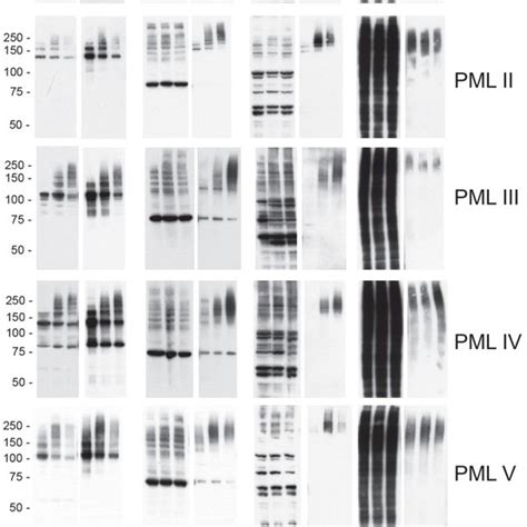 Characterisation Of Arsenic Induced Post Translational Modification Of