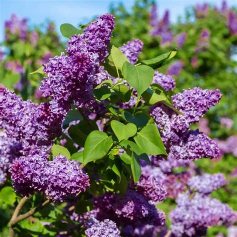 Syringa Vulgalis Colours