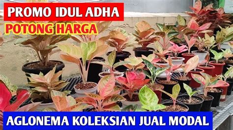 PROMO IDUL ADHA Aglonema Koleksian Jual Harga Modal 512 YouTube