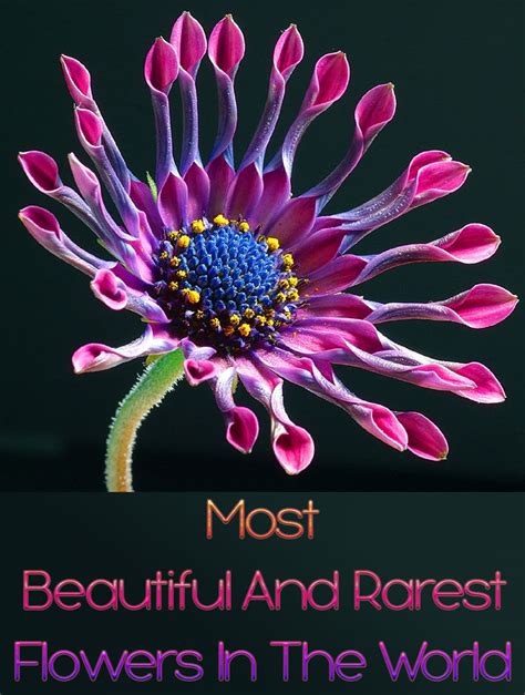 Most Beautiful And Rarest Flowers In The World