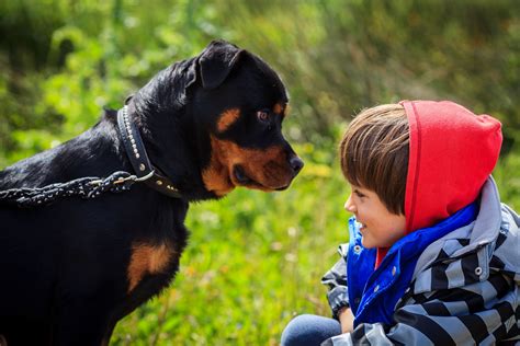 Dog Attacks On Humans
