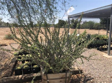 Ocotillo Elgin Nursery And Tree Farm Phoenix Az