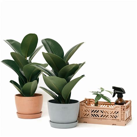 Ficus Sofia S In Nursery Pot Shopleaf Plant Studio