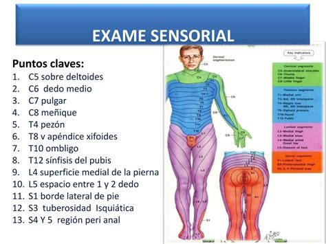 Trauma De La Columna Vertebral Y Medula Espinal Ppt