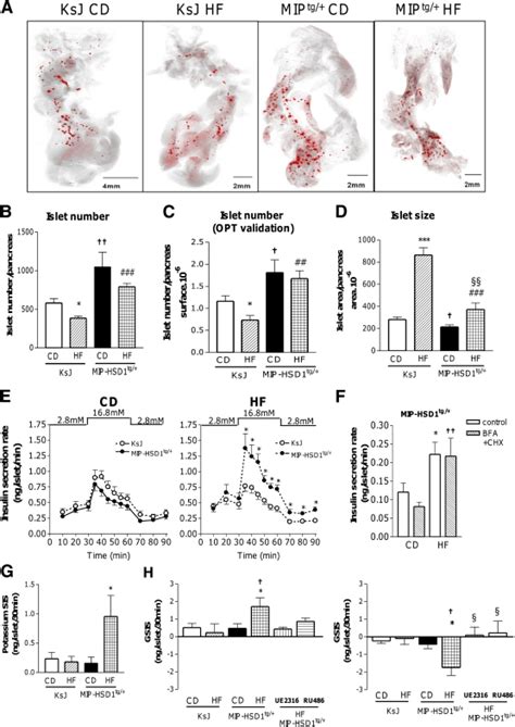 Augmented Islet Number And Function In Hf Fed Mip Hsd Tg Mice A