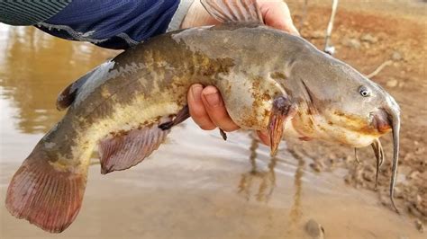 How To Catch Catfish With Worms Bank Fishing Tips Youtube