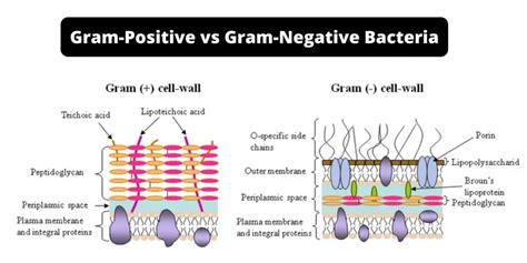 Difference Between Gram Positive And Gram Negative Bacteria Gram